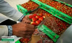 قصه سرخ رنگ توت فرنگی ها/ تصاویر