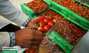 قصه سرخ رنگ توت فرنگی ها/ تصاویر