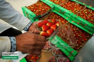 قصه سرخ رنگ توت فرنگی ها/ تصاویر