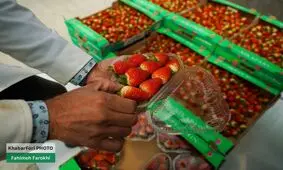 قصه سرخ رنگ توت فرنگی ها/ تصاویر