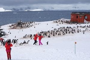 تجربه سفری هیجان انگیز با تور قطب جنوب