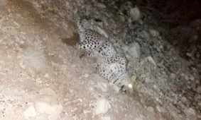 انتقال پلنگ آسیب‌دیده در ایلام به پارک طبیعت پردیسان