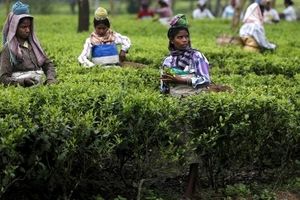 کارگران عضو اتحادیه کارگری چای بنگلادش وارد اعتصاب شدند