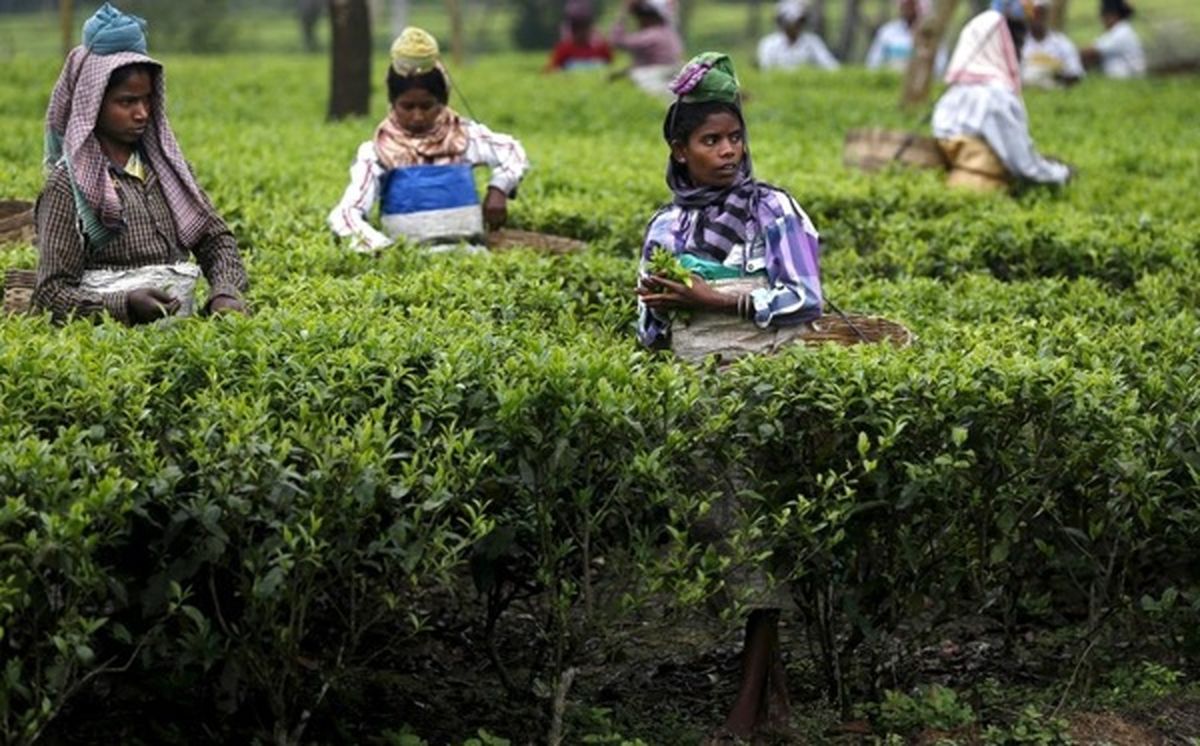 کارگران عضو اتحادیه کارگری چای بنگلادش وارد اعتصاب شدند