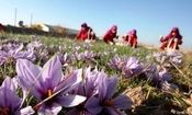 زعفران ایرانی؛ به نام ما به کام خارجی‏‏‌ها
