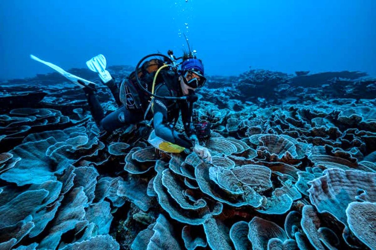 کشف یک باغ بکر مرجان دریایی/ ویدئو