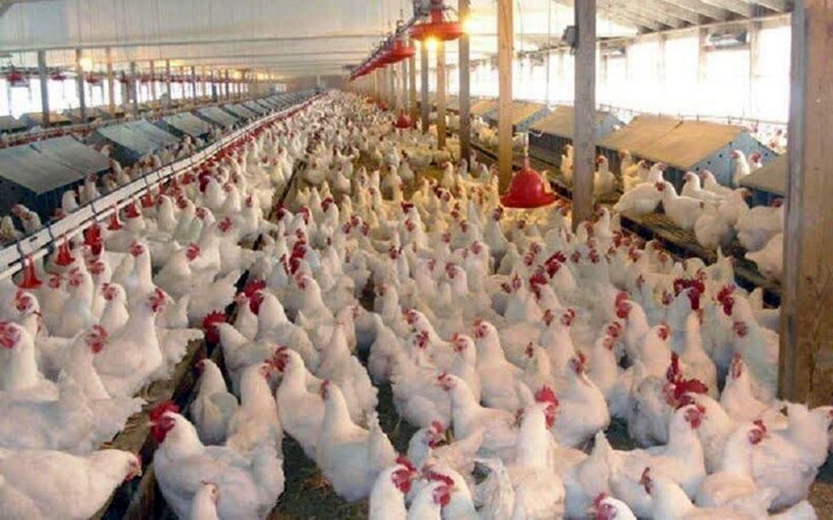  مرغ‌ های تخم‌گذار به بحران خوردند 