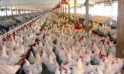 مرغ‌ های تخم‌گذار به بحران خوردند

