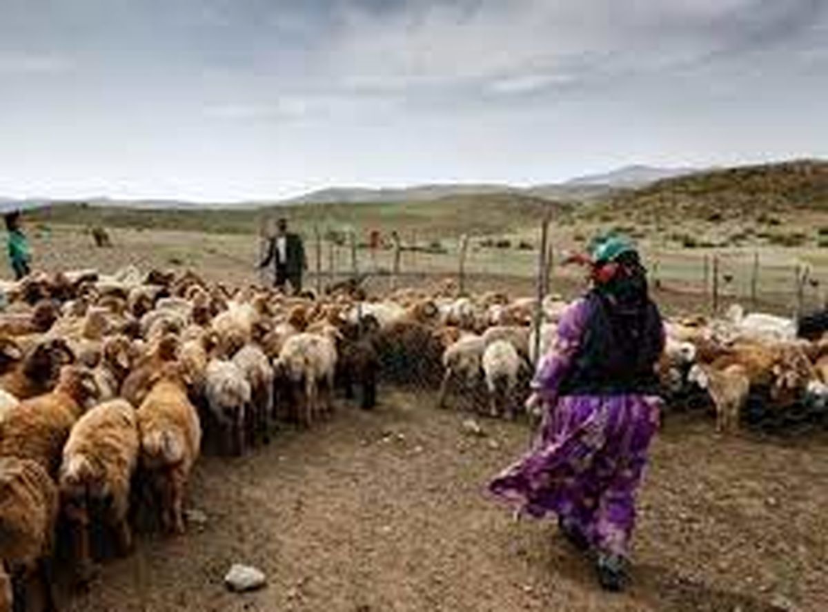 درگیری با عشایر بخاطر مسیر عبور دام