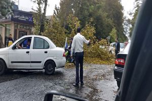 سقوط درخت در قیطریه تهران