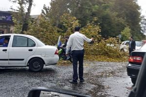 سقوط درخت در قیطریه تهران