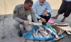 محموله بزرگ زبان حیوانات وحشی در میناب کشف شد