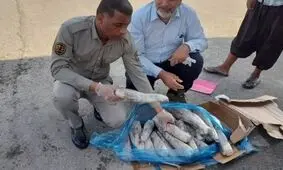 محموله بزرگ زبان حیوانات وحشی در میناب کشف شد