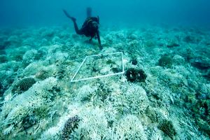 ویروس‌های اقیانوسی به کمک مبارزه با تغییرات آب و هوایی می‌آیند

