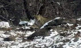 مشاهده پلنگ ایرانی در منطقه حفاظت شده سبزکوه چهارمحال‌وبختیاری/ ویدئو