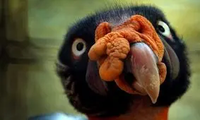 چرا پاسخ به پرسش اساسی «زندگی چیست»، بسیار دشوار است؟

