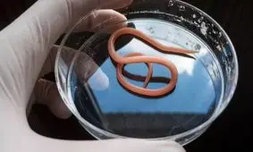 تلاشی متفاوت برای کاهش سرعت پیری در انسان‌ها با آزمایش روی کرم‌ها