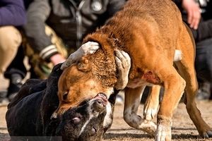 حمله خونین سگ‌های ولگرد به زن باردار در سنندج