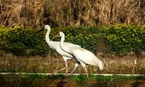 جفتی برای آخرین درنای سیبری