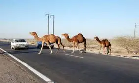 حکایت تکراری تصادف با شتر در گلستان/ این بار یک کشته و ۳ مصدوم