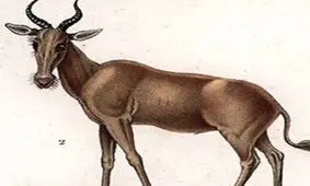 شکار بی‌رویه، این حیوانات را از صفحه روزگار پاک کرد!