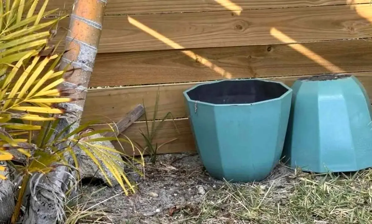 تست بینایی/ مارمولک پنهان شده در باغچه حیاط خلوت را تشخیص دهید