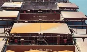 فاجعه کالای اساسی در بنادر/ ارز ۴۲۰۰ طعمه حشره‌ها شد!