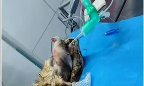 الکتروکموتراپی؛ از درمان بیماران انسانی تا حیوانات خانگی