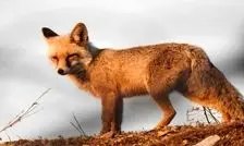 روباه؛ جان کودک سه ساله را در کبودرآهنگ گرفت 