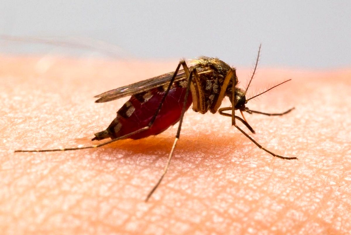 ابتلای ۳۱ نفر در کرمان به مالاریا