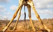 چرا زرافه‌ها پاهای بسیار بلندی دارند؟