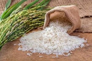 افزایش حداقل ۲۰ درصدی تولید برنج/ ممنوعیت واردات برنج برداشته شد