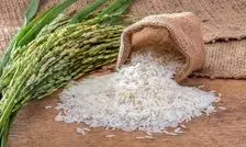 سقف‌شکنی قیمت برنج در بازار عمده فروشی شالیکوبی‌های مازندران
