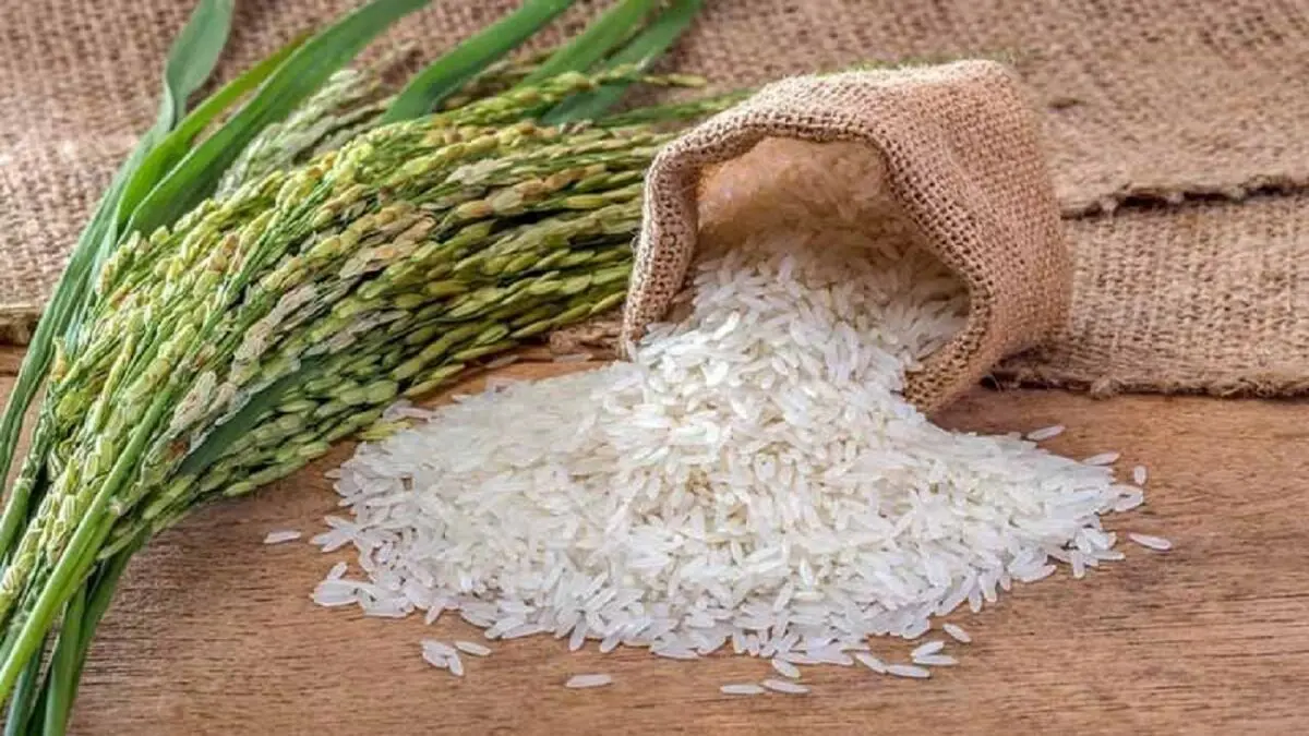کشت برنج در تهران به طور کامل متوقف شد