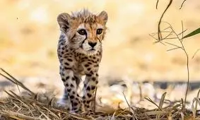 مادر «پیروز» در دی ماه شرایطش برای تکثیر مساعد می‌شود