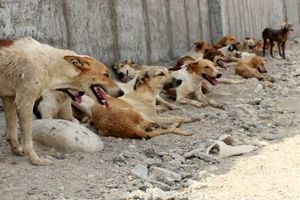 حمله سگ‌ها به یک شهروند بیمار در هندیجان