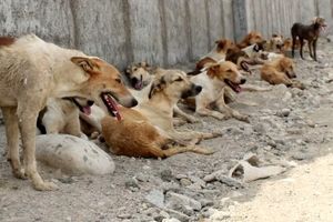 حمله سگ‌ها به یک شهروند بیمار در هندیجان