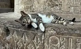حکمرانی گربه‌ها در معابد باستانی مصر؛ میراث مقدس فراعنه