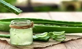آشنایی با آلوئه ورا و خواص و فوایدش برای بدن