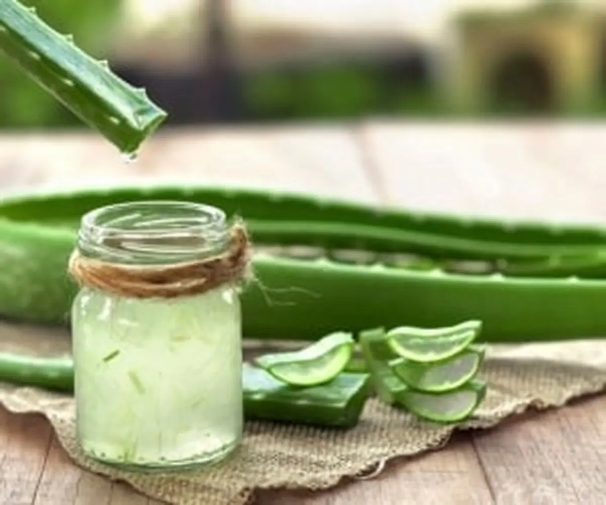 آشنایی با آلوئه ورا و خواص و فوایدش برای بدن