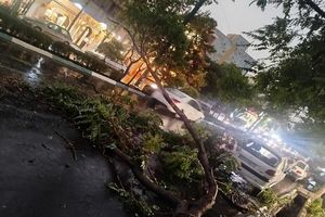 شهرداری تهران: خیابان آزادی بر اثر سقوط درخت بسته شد
