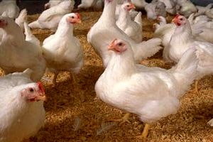 خطر آنفلوآنزای فوق حاد پرندگان در کمین یزد