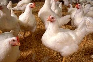 خطر آنفلوآنزای فوق حاد پرندگان در کمین یزد
