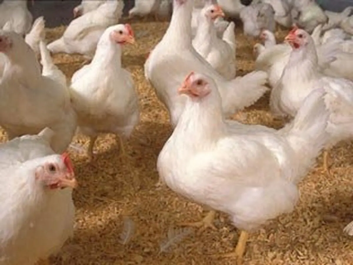 خطر آنفلوآنزای فوق حاد پرندگان در کمین یزد