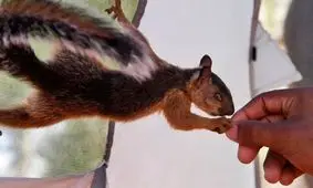 ماجرای یک پناهجو که با سنجابش به مرز آمریکا رسید/ ویدئو