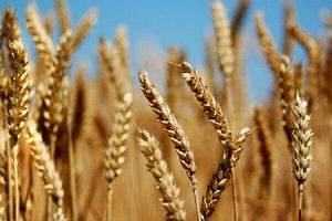 قیمت ۱۵ هزارتومانی گندم برای کشاورزان به‌صرفه نیست