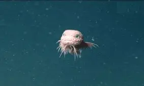 کشف جدیدترین و بامزه ترین حلزون ماهی‌/ ویدئو