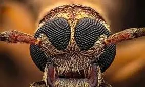 شاهکارهای عکاسی «کلوزآپ حیات وحش» در سال 2025