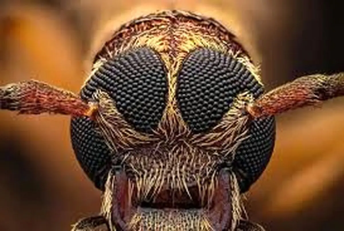 شاهکارهای عکاسی «کلوزآپ حیات وحش» در سال 2025