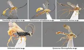 کشف پنج گونه جدید از زنبورهای پارازیتویید ایران توسط محققان دانشگاه زابل